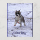 Recherche de akitas cartes postales Chien