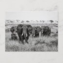 Recherche de masai mara cartes postales Kenya