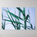 Recherche de roseaux posters Herbe