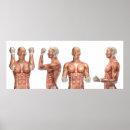 Recherche de musculaire posters Muscles