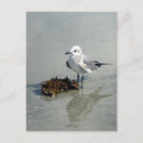 Recherche de mouette cartes postales Plages