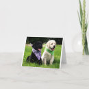 Recherche de trieur cartes postales Chien