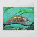 Recherche de chameleon cartes postales Vert