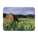 Recherche de campagne magnets Prairie