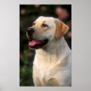 Recherche de domestiqué posters Chien