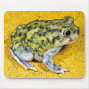 Recherche de crapauds tapis souris Faune