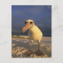 Recherche de schafer de kevin cartes postales Oiseau