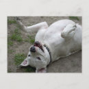 Recherche de grande race cartes postales Mignon