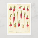 Recherche de radiateur cartes postales Radis