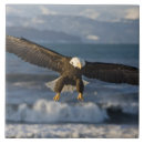 Recherche de aigle carreaux Vol