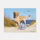 Recherche de chien de labrador terrasses jardins Animaux de compagnie
