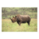Recherche de rhinocéros noir posters Afrique