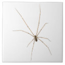 Recherche de araignée carreaux Arachnide