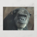 Recherche de visage de chimpanzé cartes postales Chillon