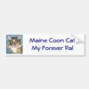 Recherche de chat de ragondin Chats