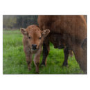 Recherche de vache laitière planches à découper Bétail