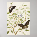 Recherche de papillon vintage posters Toute personne