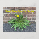 Recherche de fleur de pissenlit cartes postales Mauvaises herbes
