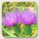 Recherche de chardon dessous de verres Violet