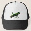 Recherche de sauterelles casquettes Bogue