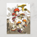 Recherche de champignons sauvages cartes postales Automne