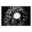 Recherche de dandelion posters Mauvaise herbe