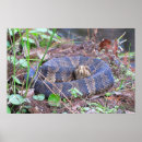 Recherche de serpent venimeux posters Faune