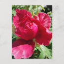 Recherche de pivoine rose cartes postales Jardin