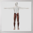 Recherche de jambe humaine posters Ligament