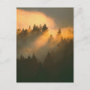 Recherche de arbre de séquoia cartes postales Forêt