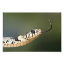 Recherche de serpent photographie Animal