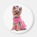 Recherche de yorkshire terrier magnets Chiot