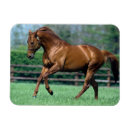 Recherche de l irlande magnets Cheval