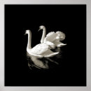 Recherche de cygne noir et blanc posters Romantique