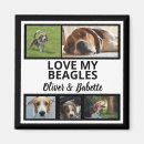 Recherche de beagle Hacher