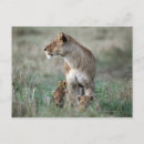 Recherche de masai mara cartes postales Animaux dans la nature