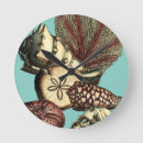 Recherche de méduses horloges Algues