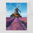 Recherche de valensole cartes postales Lavande