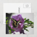 Recherche de papillon jaune et noir cartes postales Rose