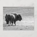 Recherche de buffle cartes postales Paysage