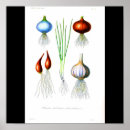 Recherche de oignon posters Botanique