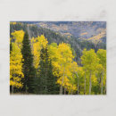 Recherche de conifère cartes postales Automne