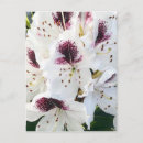 Recherche de rhododendron cartes postales Blanc