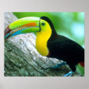 Recherche de cigale posters Coloré