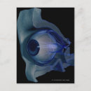 Recherche de muscle cartes postales Illustration