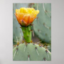 Recherche de figuier de barbarie posters Cactus