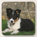 Recherche de chiot border collie de dessous de verres Chien