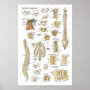Recherche de vertébré posters Anatomie