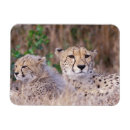 Recherche de jaguar refrigérateur magnets Environnement