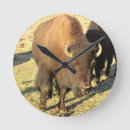 Recherche de bisons horloges Nature